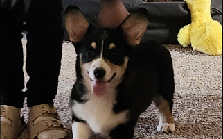 [SOLD] Sweet & Snuggly AKC Corgi Female – Champion Lines – Ready Now Pembroke Welsh Corgi for Hunnewell, MO